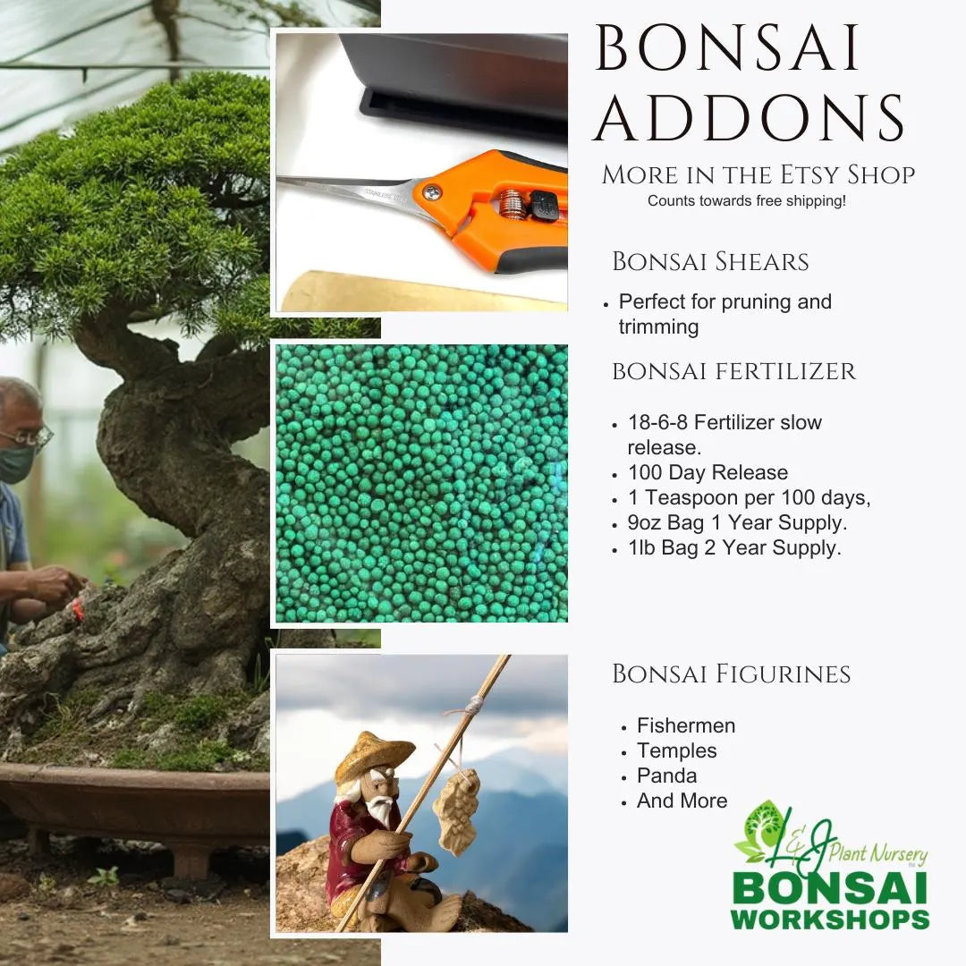 DIY Juniper Bonsai Starter Kit: All-Inclusive