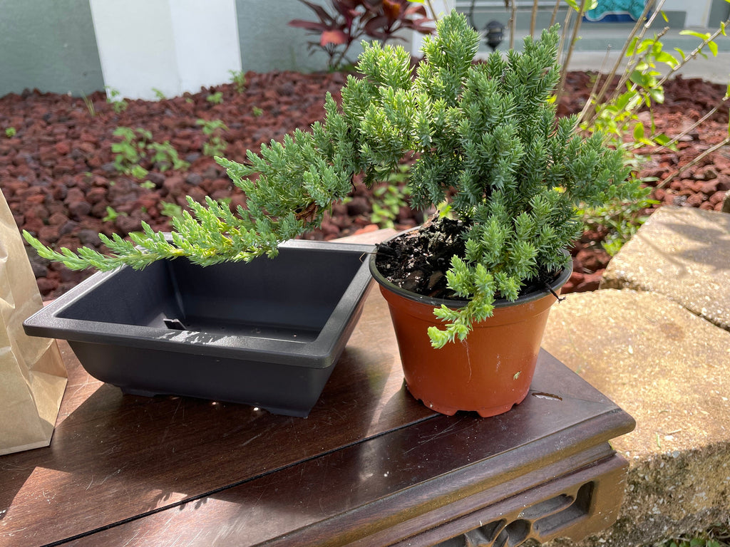 DIY Juniper Bonsai Starter Kit: All-Inclusive
