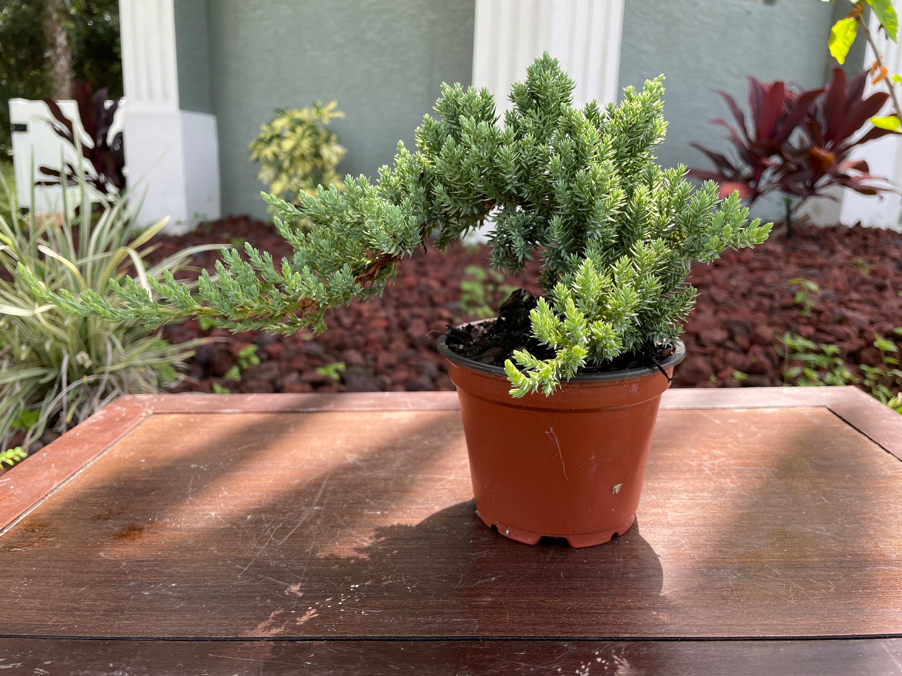 DIY Juniper Bonsai Starter Kit: All-Inclusive