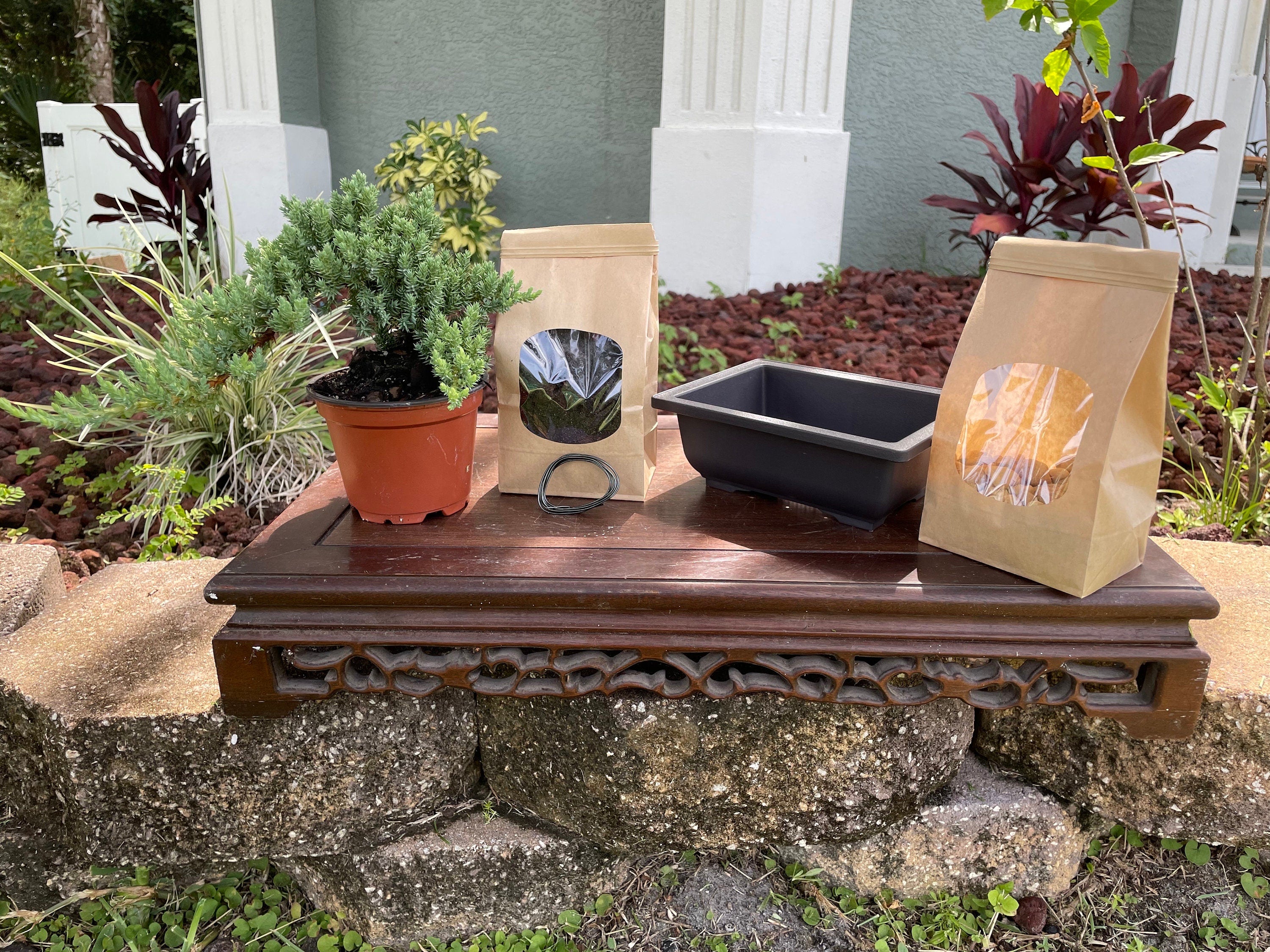 DIY Juniper Bonsai Starter Kit: All-Inclusive